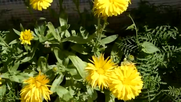 Flores calêndulas de cores diferentes, crescendo em um canteiro de flores no jardim. Dia de verão . — Vídeo de Stock