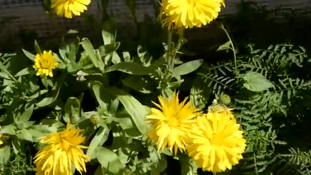 Ringelblumen in verschiedenen Farben wachsen in einem Beet in der Nähe des Gewächshauses im Garten. Sommertag. — Stockvideo