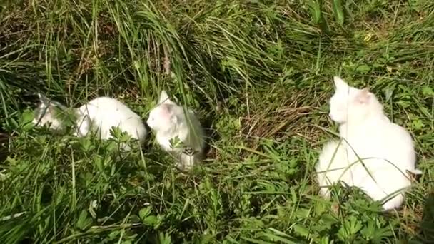 Eine Familie von drei weißen Katzen versteckt sich im Gras vor der Sonne. Heißer Sommertag. Tiere laufen auf der Straße. — Stockvideo