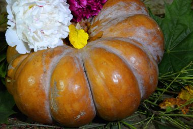 Kocaman bir balkabağı resmi. Balkabağının üzerinde şakayık Bud var. Cadılar Bayramı için güzel balkabağı.