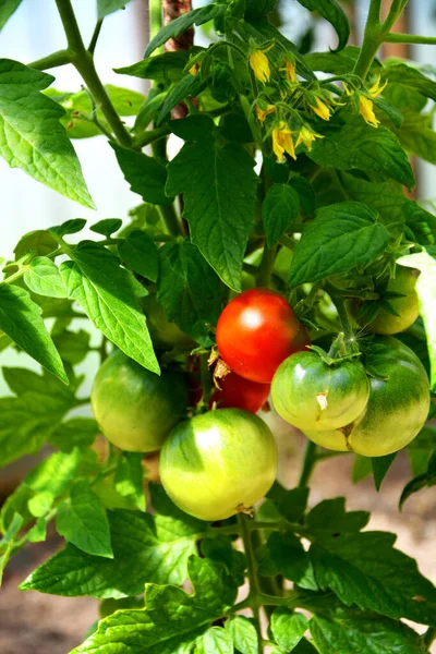 Ντομάτα Μπους Ντομάτες Που Φυτρώνουν Ακριβώς Πάνω Στο — Φωτογραφία Αρχείου