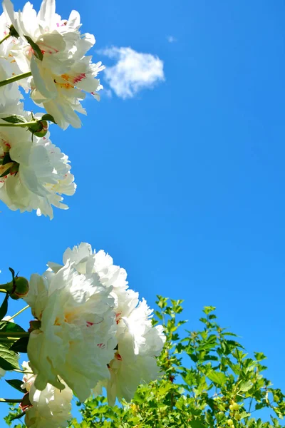 Білі Півонійні Бруньки Тлі Блакитного Неба Білих Хмар — стокове фото