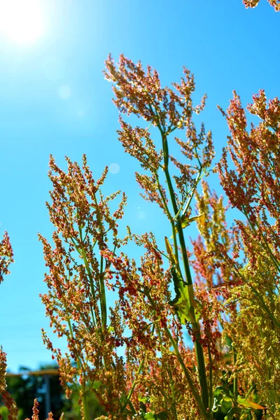 Sauerampfer Blüht Vor Blauem Himmel — Stockfoto