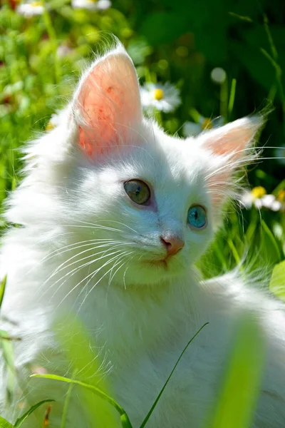 Belo Gato Branco Com Olhos Cores Diferentes Olha Para Longe — Fotografia de Stock