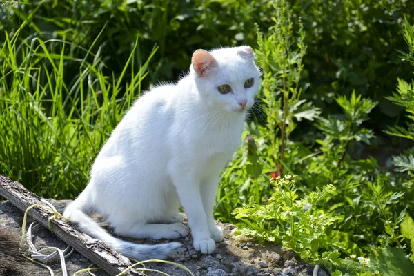 Gato Branco Senta Rua Verão Olha Para Longe Gato Não — Fotografia de Stock