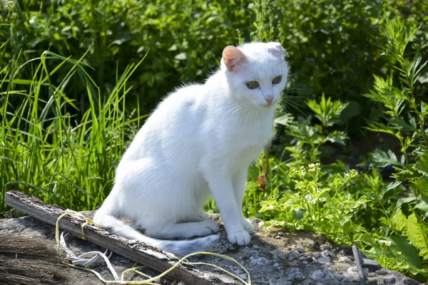Gato Branco Senta Rua Verão Olha Para Longe — Fotografia de Stock