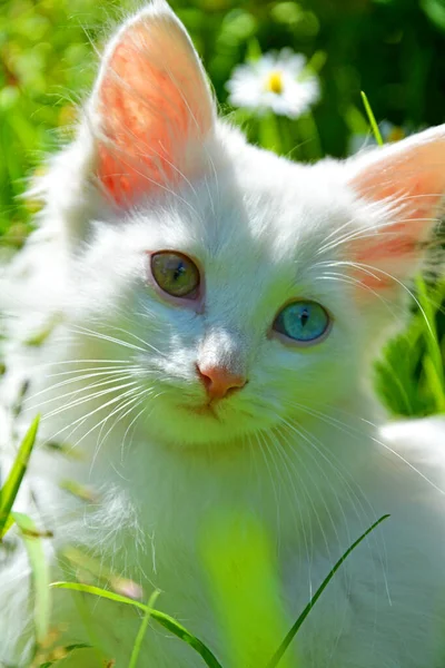 Eine Schöne Weiße Katze Mit Augen Verschiedenen Farben Katzengesicht Aus — Stockfoto