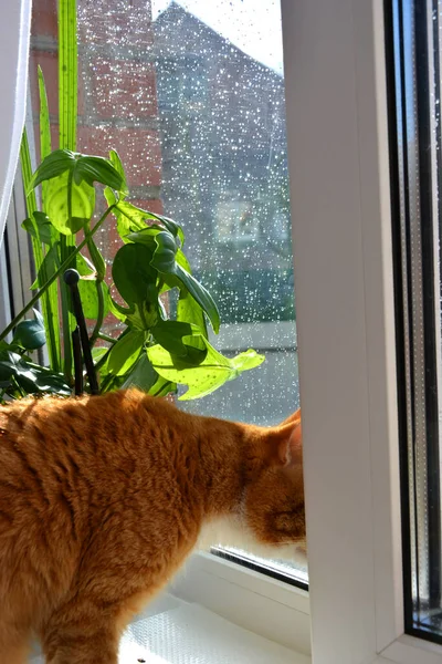Μια Κόκκινη Γάτα Κοιτάζει Έξω Από Παράθυρο Και Βλέπει Βροχή — Φωτογραφία Αρχείου