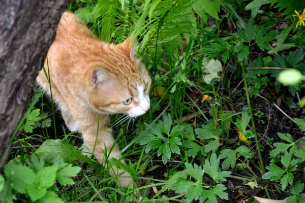 Eine Rote Katze Bahnt Sich Ihren Weg Durch Den Wald — Stockfoto