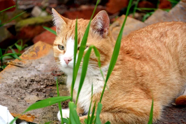 Rote Katze Lügt Und Blickt Durch Das Gras — Stockfoto