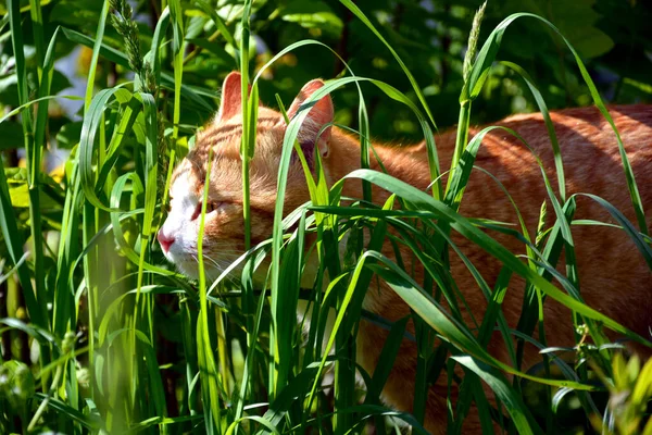 Röd Katt Som Gömmer Sig Gräset — Stockfoto