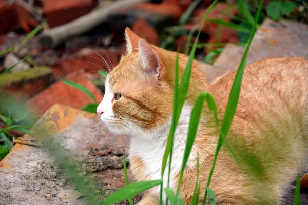 Die Rote Katze Liegt Auf Einem Eisenblech — Stockfoto