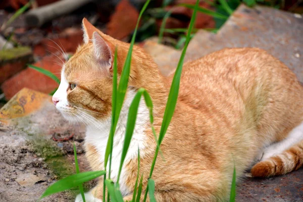 Die Rote Katze Liegt Auf Einem Eisenblech Und Schaut Weg — Stockfoto
