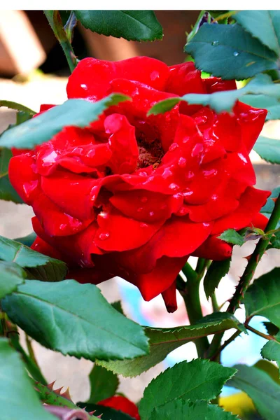 Красная Роза Крупным Планом Капельками Воды Лепестках — стоковое фото