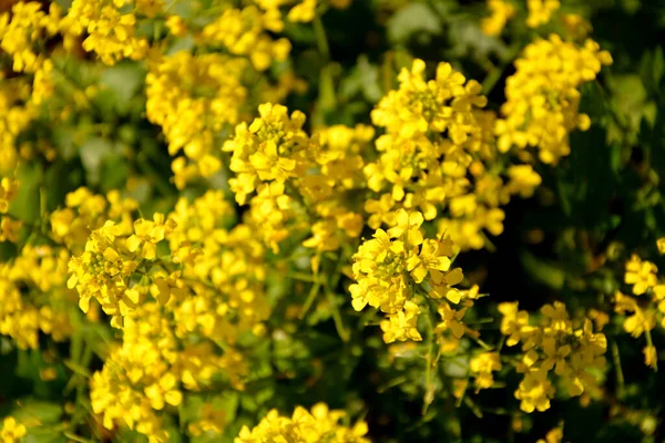 小さな黄色の花序を持つ低木 — ストック写真