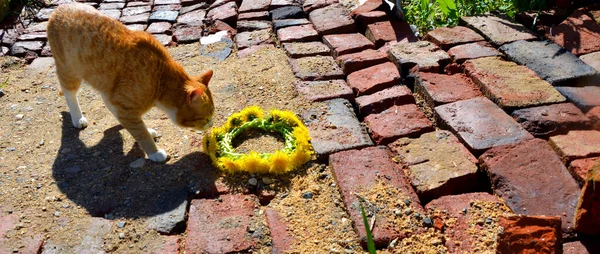 Krans Maskros Blommor Hänger Styret Bikini Ligger Tegelväg Röd Katt — Stockfoto