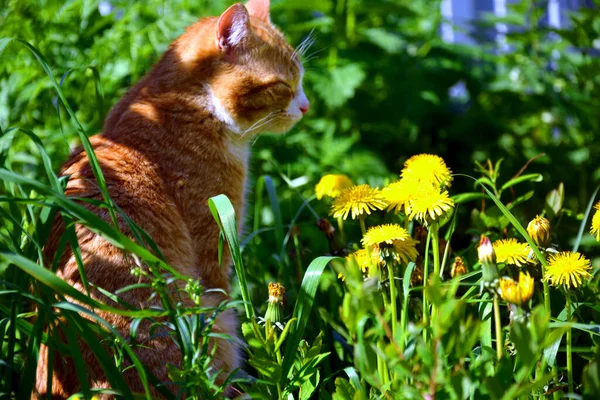 Красная Кошка Сидит Траве Тени Щурится — стоковое фото