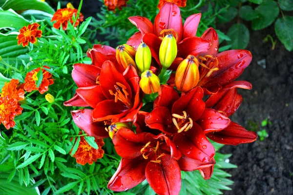 Красивая Красная Лили Растет Саду — стоковое фото