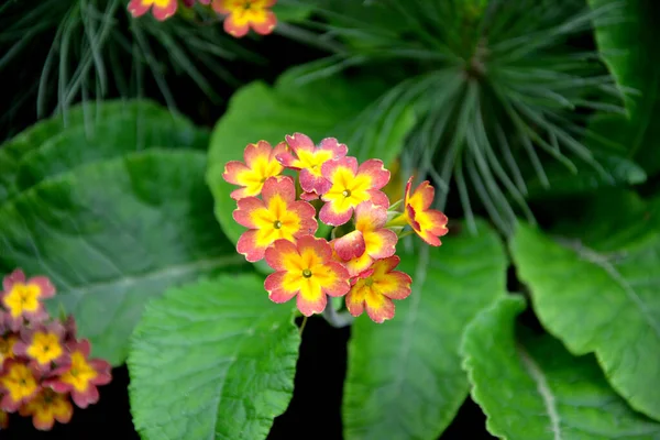 Las Flores Onagra Plantas Domésticas —  Fotos de Stock