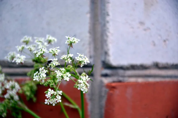 ぼやけた壁の背景に葉が付いている白い花序 — ストック写真