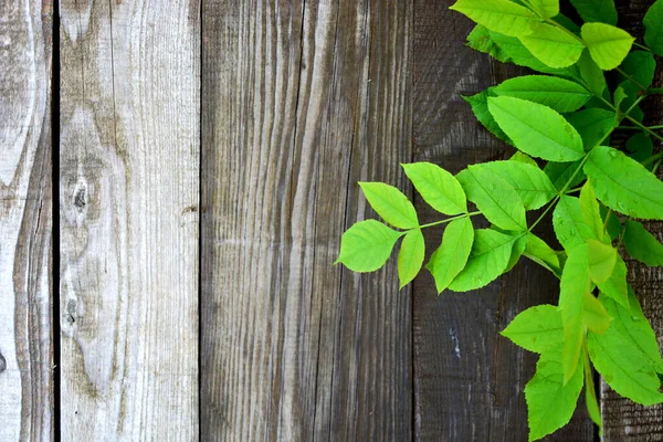 Brindille Avec Feuilles Sur Fond Bois — Photo