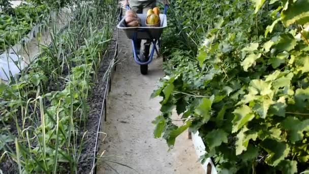 Kobieta jeździ wózkiem ogrodowym z warzywami, wielką dynią i koszykiem cukinii. Zbiory warzyw. — Wideo stockowe