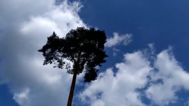 Gökyüzüne karşı kocaman bir ağaç. Ağacın aşağıdan yukarıya doğru koyu gölgesi. Bulutlarda yaşlı bir ağaç.