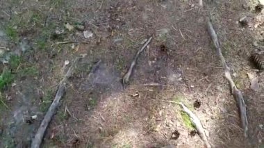 Ayakkabının içindeki bir ayak ormanda bir köknar konisine tekme atar. Parkta yürürken.