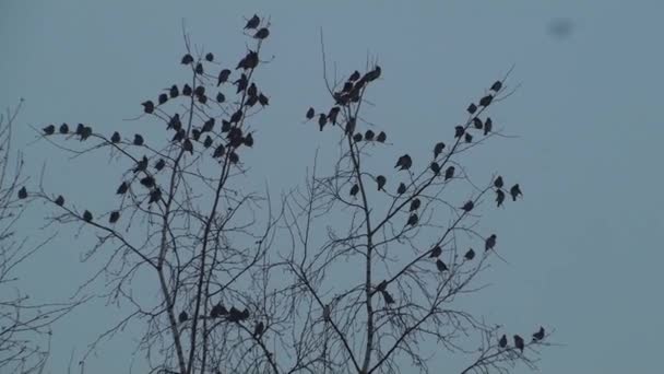 Багато Птахів Гілках Зграя Птахів Дереві Птахи Сидять Гілках Прибули — стокове відео