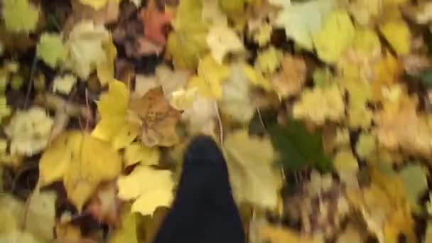 Día Otoño Las Hojas Bajo Los Pies Susurran Caminamos Sobre — Vídeo de stock