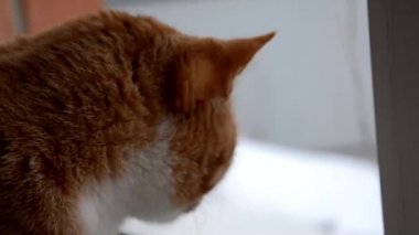 Güzel kırmızı kedi, yakın plan. Esneyen kedi yavrusu. Kedi ağzını açar. Çizgili kediler. Kedi kafası..