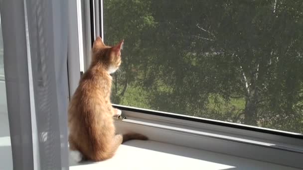 Seekor kucing merah duduk di jendela dan melihat ke luar jendela. Kucing kecil menghirup udara segar. — Stok Video