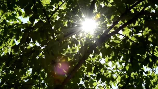 En ljusstråle bryter igenom grenarna på ett träd. Lek med ljus och skugga. Blicken av solljus glider genom bladen. Gröna björkblad. — Stockvideo