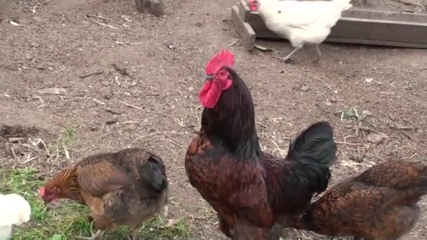 Gyönyörű kakaskoronázás. Sétáló csirkék az udvaron. Madárkarám. Falusi madarak. Mezőgazdaság. A csirkék gabonát esznek. — Stock videók