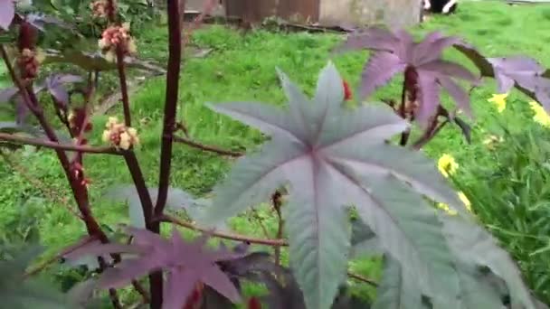 Castor Bush Hermoso Arbusto Ornamental Jardín — Vídeos de Stock