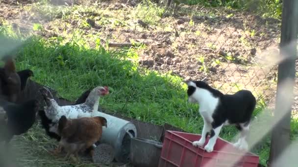 Katze versteckt sich zwischen Hühnern. Katzenjagd auf Hühner. Spazierende Hühner auf dem Hof. Vogelwiese. Dorfvögel. Landwirtschaft. Hühner fressen Getreide — Stockvideo