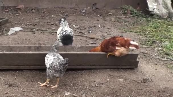 Pollos en los bebedores. Caminando pollos en el patio. Paddock de pájaro. Pájaros del pueblo. Agricultura. Los pollos comen grano — Vídeo de stock