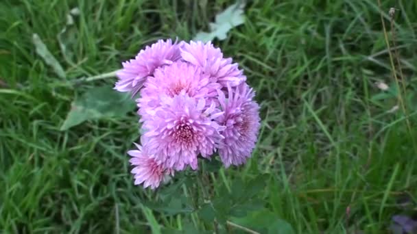 Flor de crisantemo en el jardín. Astro lila. Un ramo de flores en el jardín. Pequeñas flores de crisantemo crecen en el jardín en un macizo de flores en verano . — Vídeos de Stock