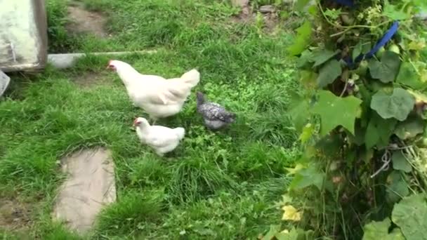 Kippen voor een wandeling. Lopende kippen in de tuin. Vogelpaddock. Dorpsvogels. Landbouw. Kippen eten graan — Stockvideo