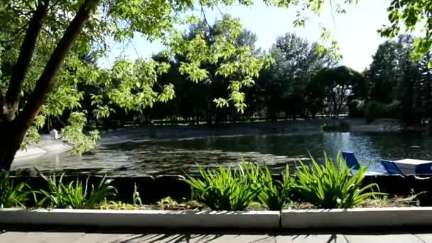Міський парк на літній день. Гілки спускаються по поверхні ставка. Сонячний день у тіні дерев. Дерева на пруді. Роздуми над поверхнею води. Ліжко квітів.. — стокове відео