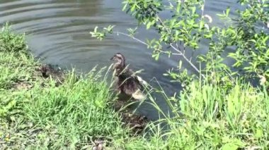 Göldeki ördekler, suda yüzen ördekler ve tüylerini temizlemek. Evcil hayvanlar, ördekler ördek otu yer, kuşlar gölette yüzer.