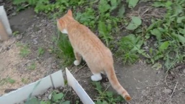 Kızıl saçlı bir yavru kedi bahçede dolaşıyor..