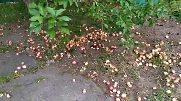 Manzanas caídas. Las manzanas yacen bajo el manzano. La mano recoge una manzana del suelo. Pequeñas manzanas rojas bajo el árbol . — Vídeos de Stock