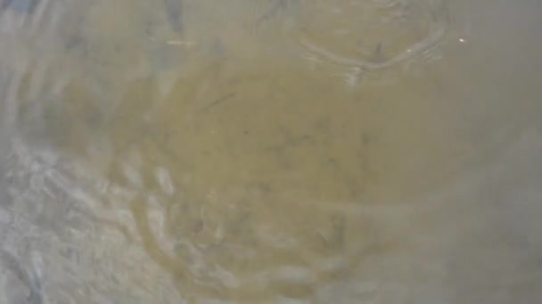 물고기들은 흙탕물 속에서 헤엄을 칩니다 물고기가 미끼를 물어뜯는다 떨어지는 흙탕물 — 비디오