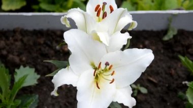 Lily çiçekleri rüzgarda sallanıyor. Bahçe için resim gibi beyaz ve pembe çiçekler. Yatağın üzerindeki güzel çiçek tarhı.
