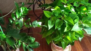 Çiçek saksısı. Evde çiçekler var..