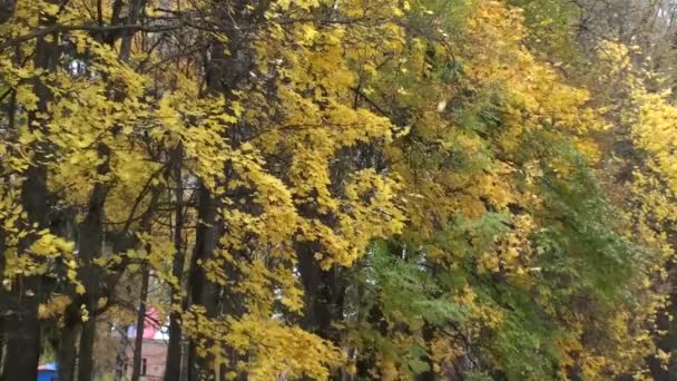 La feuille d'érable tombe au sol. À l'automne. Arbres à feuilles jaunies