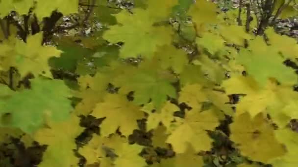 Folhas Bordo Outono Hora Outono Árvores Com Folhas Amareladas Verdes — Vídeo de Stock