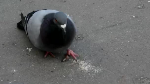 Güvercin Yakın Çekim Gagası Tahıl Güzel Şehir Gri Güvercini — Stok video