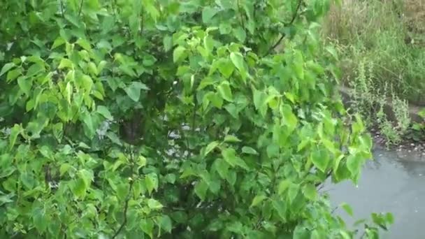 Lluvia Las Fuertes Gotas Lluvia Golpean Las Hojas Bush — Vídeos de Stock